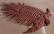 Tiffany Miller Russell - Paper Sculpture - Paleoart - Trilobite: Terataspis grandis